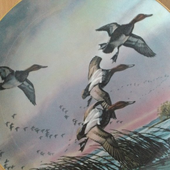 1981 "canvasbacks" David Maass limited edition collector plate 10 3/4" wild life - Picture 4 of 5